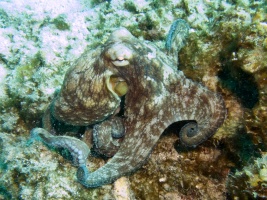 ICaribbean Octopus MG 7815